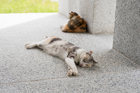 猫和她的女儿在外面睡觉图片