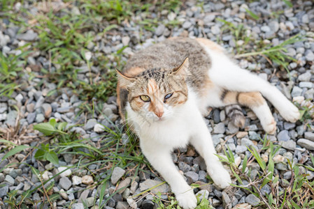 小猫咪在外面盯着你图片