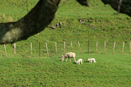 远处的剪影树枝母羊和羔羊围住的田野中的绵羊图片