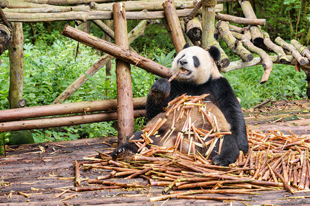 有趣的熊猫坐在竹笋堆里图片