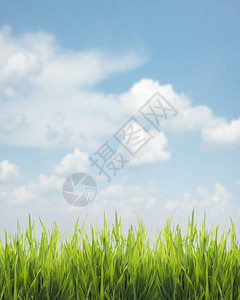 新的绿色草地和蓝色天空的关闭生态和环境设计横幅自然创造概念背景图片