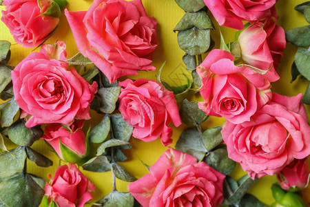 彩色背景上美丽的盛开的玫瑰和叶子图片