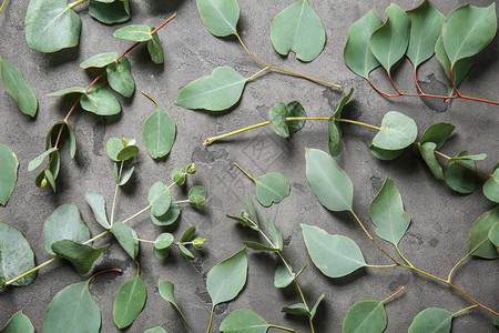 Eucalyptus树枝灰图片