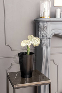 黑锅中的外来植物在灰色房间的桌子上装图片