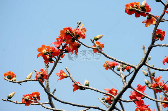 木棉树的花或树上的花棉图片