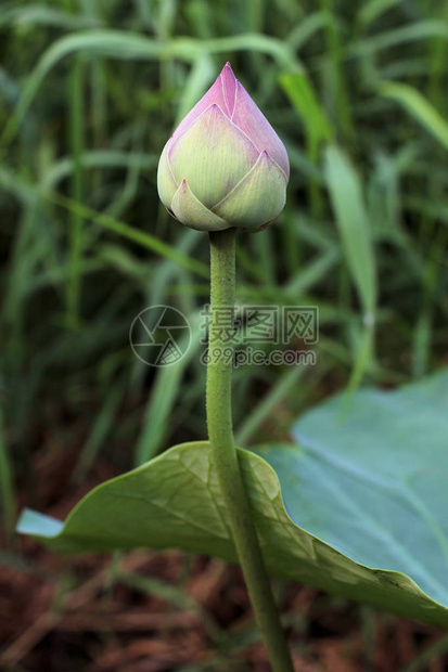 莲花芽自然中的莲花图片