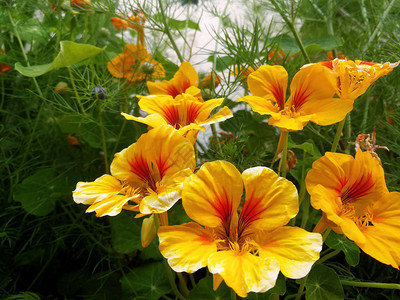 花园里的金莲花黄色和红色图片