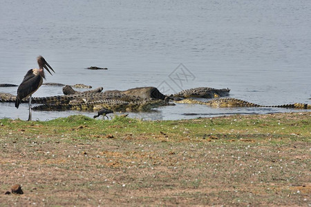 尼罗河鳄鱼在博茨瓦纳乔贝公园的非洲水牛图片