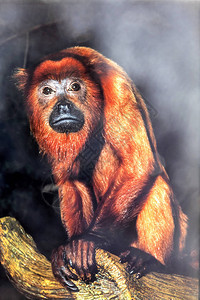 高呼的猴子阿洛亚塔西尼古鲁人用强图片