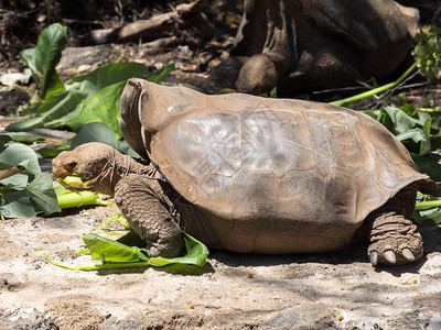 加拉帕戈斯巨型乌龟Chelonoroidis部落图片