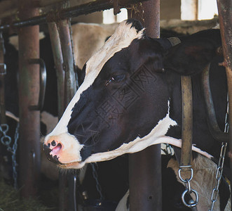 奶牛场谷仓内的奶牛图片