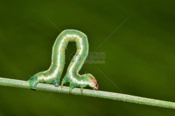 尺蠖在松针上打圈尺蠖是迷人的生物从技术上讲图片