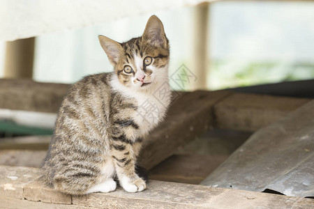 猫剪影小流浪猫在木制避难所背景