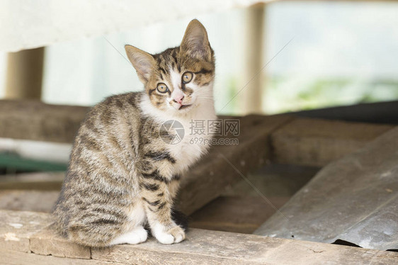 小流浪猫在木制避难所图片