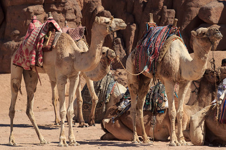 骆驼商队在沙漠滩上休息三只骆驼在休息的骆图片