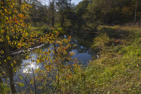 秋季森林景观中的森林河流图片