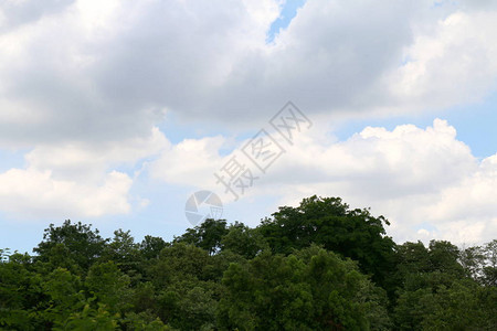 丛林森林和天空背景图片