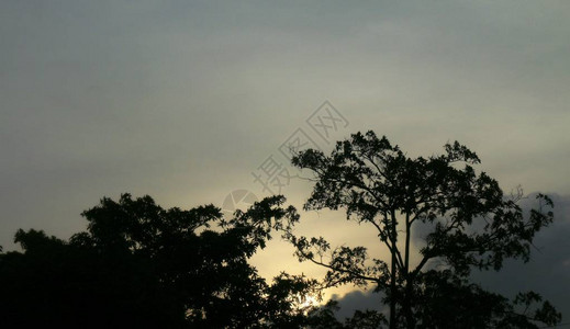 日落夜空天银月光森林背景树早晨天空背景图片