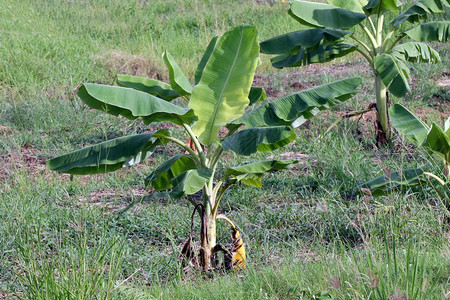 香蕉种植园农场种植小香蕉自然香蕉树种植园图片