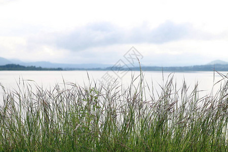 草花早晨明亮在河草自然和湖地表水风景视图湖阳光背景图片