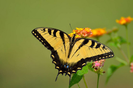 美丽的虎燕尾蝴蝶位图片
