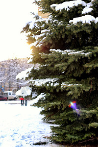 冬天枞树雪阳光图片