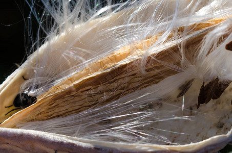 奶草种子和花生在他图片