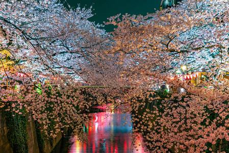 日本大江东京樱花开图片