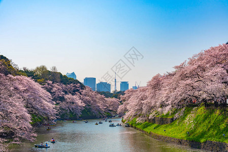 日本东京千鸟渊周围的樱花江户城的最北端现在是公园名称千鸟渊公园人们在千鸟渊公园图片