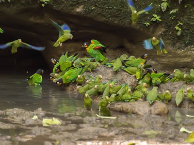 厄瓜多尔亚苏尼公园的沃霍尔背景图片