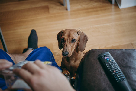 狗乞求坐在沙发上吃东西的主图片