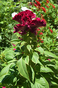 明亮的花朵Celosiacirstata或cockscomb红花或棕色花朵图片