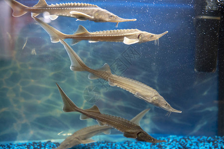 超市水族馆里的鲟鱼背景图片