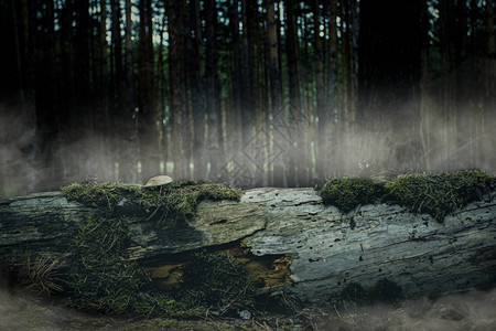 狂野的雾森林一棵堕落的树在黄昏中长得图片