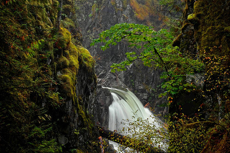 秋天在雨林中的瀑布图片