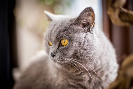 蓝色和灰色毛皮的英国短发猫肖像浅图片
