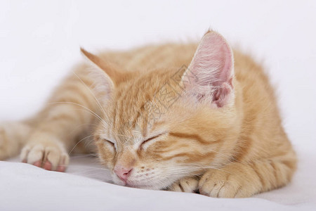 猫 睡小可爱的姜小猫躺在白背景