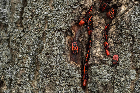 红黑甲虫图片