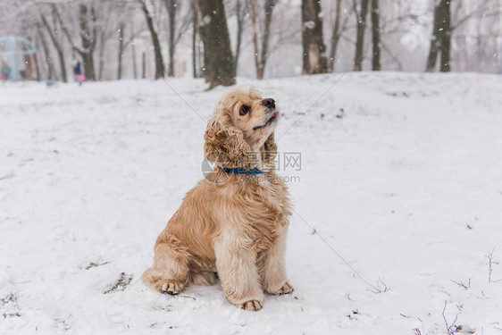 冬季森林的雪上玩非常可爱的图片