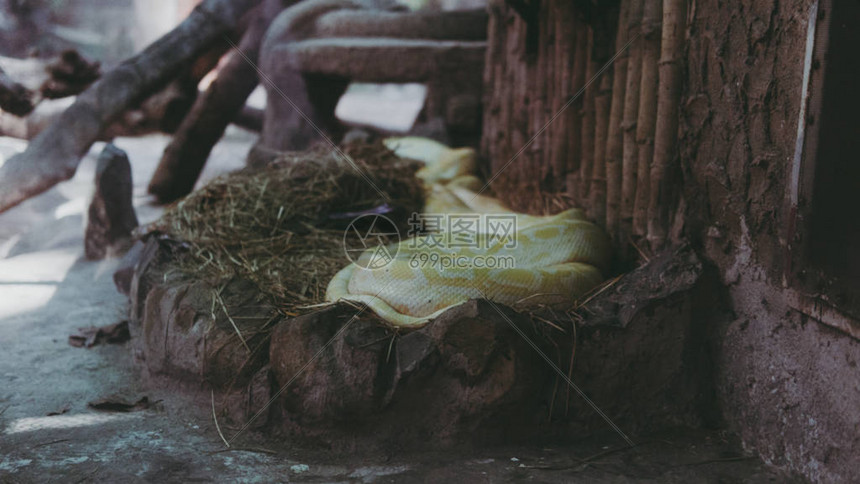 Python蛇近距离接近在动物园高清图片下载-正版图片505492099-摄图网