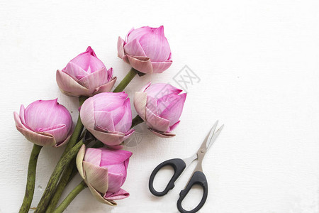 粉红莲花在亚西本地用剪刀布在背图片