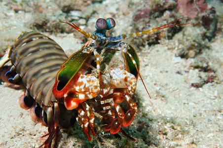 站在菲律宾潘格劳港海底的孔雀虾全尺寸肖像图片素材