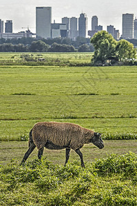 荷兰鹿特丹附近的一个小贩骑着一头黑羊在水里行走图片