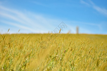 蓝色天空背景下有黄色和绿色田地植物的陆地景观草场从图片