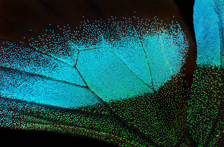 蝴蝶的翅膀帕皮利奥布卢梅关闭蝴蝶纹图片