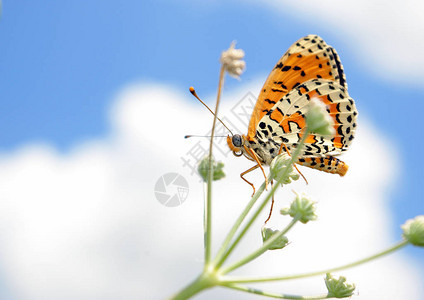 美丽的蝴蝶在草地上刷脚蝴蝶美丽的蝴蝶在草地图片