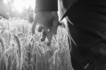 商人在夏季田地种植小麦的成熟耳目中拥有图片