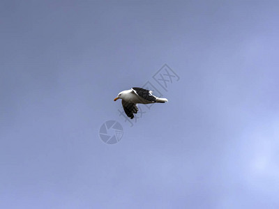 飞行的海带鸥图片