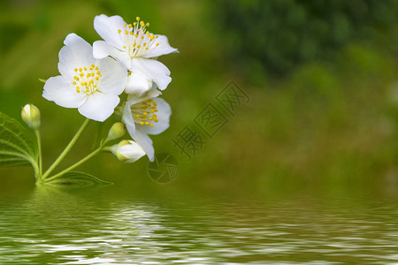 白茉莉枝条娇嫩的春花图片