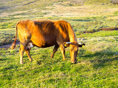 在低草上放牧的家养牛在福克兰群图片
